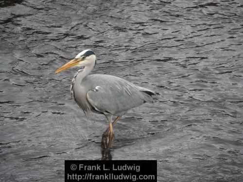 Heron on the Garavogue